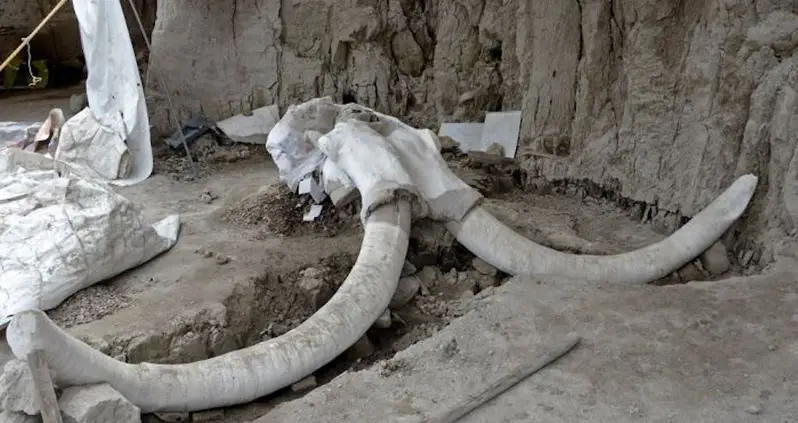 Woolly Mammoth Skeletons Discovered Inside 15,000-Year-Old Human-Built Traps In Mexico