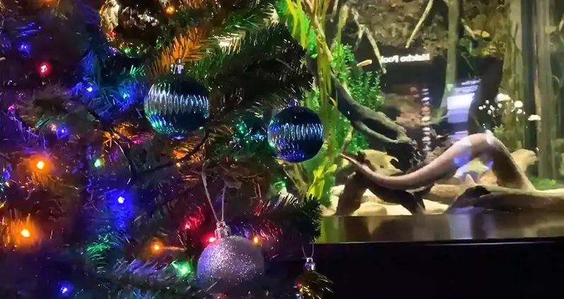 An Electric Eel Named Wattson Is Powering A Christmas Display And His Own Twitter Account