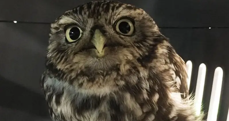 This Rescue Owl Was ‘Too Fat To Fly,’ So The Sanctuary Had To Put Her On A Diet