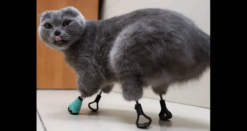 Meet Dymka, The Bionic Cat Whose Frostbitten Paws Were Replaced With Titanium Ones
