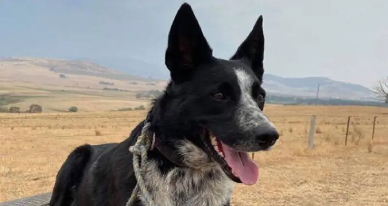 ‘Patsy The Wonder Dog’ Saves 900 Sheep From Australian Bushfires