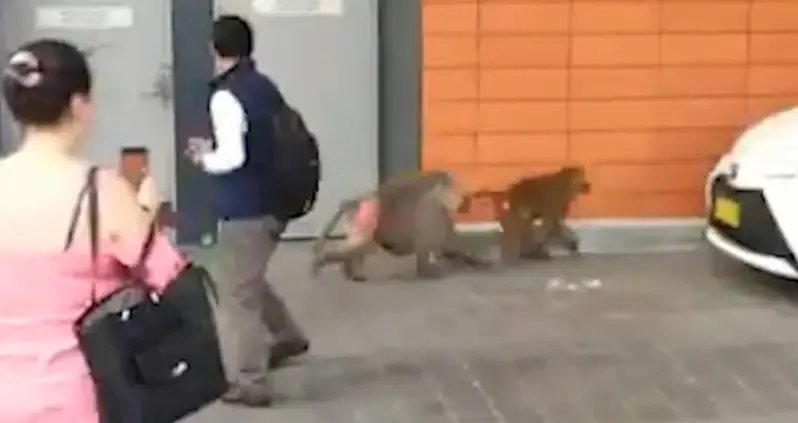 Baboon On The Way To Vasectomy Breaks Free And Brings Two Females With Him