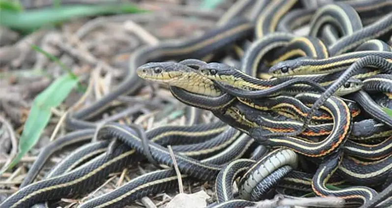 Florida Snake Orgy Forces Local Government To Close Off Park Area