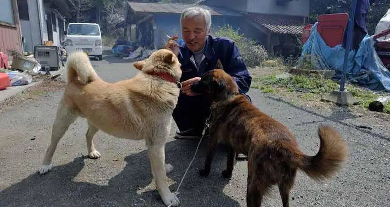Meet Naoto Matsumura, The One Man Who Cares For Fukushima’s Abandoned Animals
