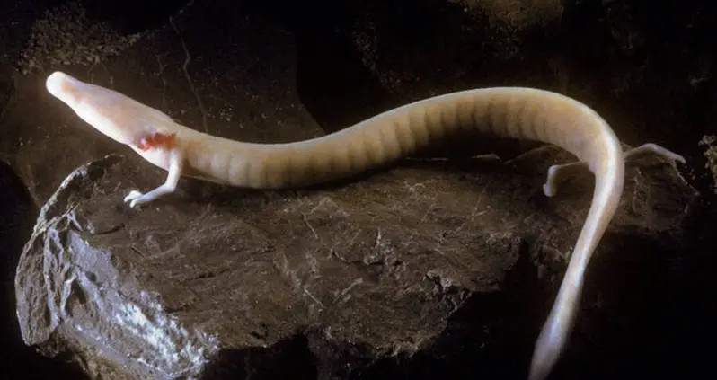 The Sluggish Life Of An Olm, A Blind Salamander That Can Remain Motionless For Years