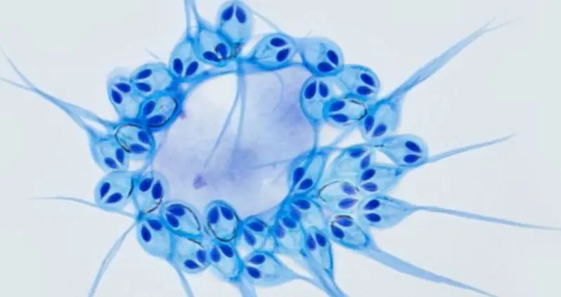 Scientists Discovered A Non-Oxygen Breathing Animal Species On Earth For The First Time