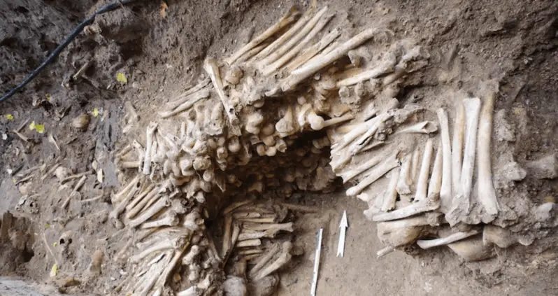 Wall Made Of Human Bones Discovered Underneath A Cathedral In Belgium