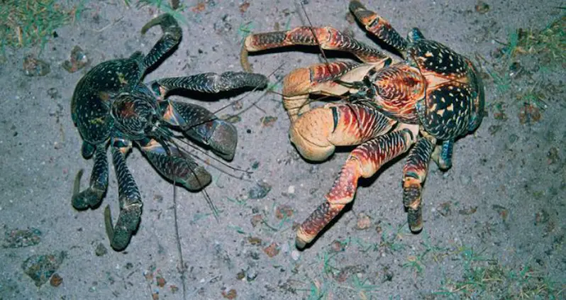These 9-Pound, Bird-Eating Crabs ‘Talk’ To Each Other During Sex