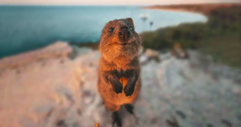 Meet The Australian Quokka, The Smiling Marsupial That Poses For Cute Selfies