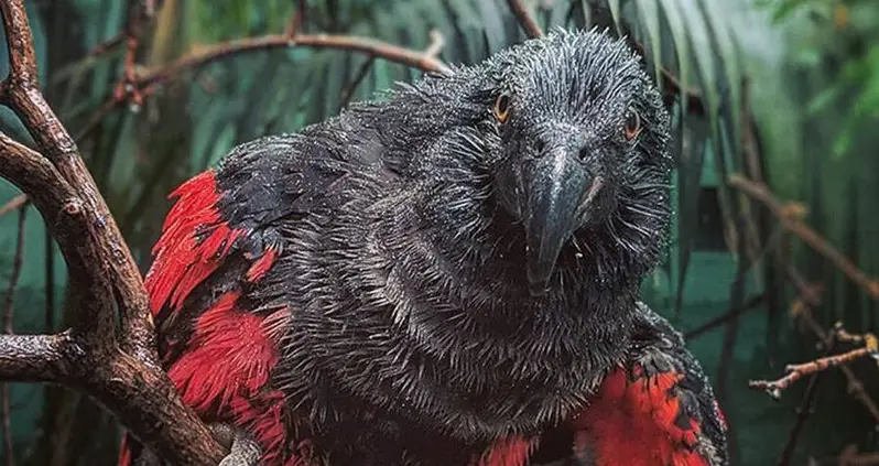 The Ultra-Rare Dracula Parrot Looks Like A Vampire And Screams To Communicate