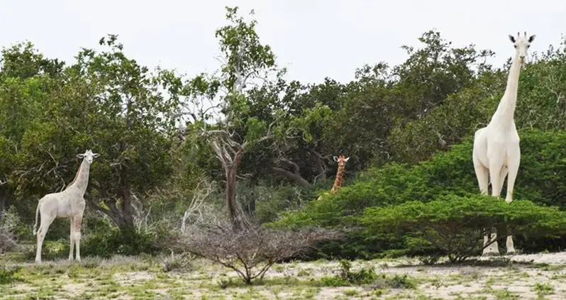 Two Of The Last White Giraffes In The World Were Slaughtered By Poachers In Kenya