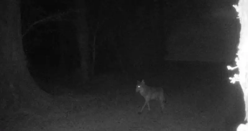 A Gray Wolf Was Just Spotted In Northern France For The First Time In A Century