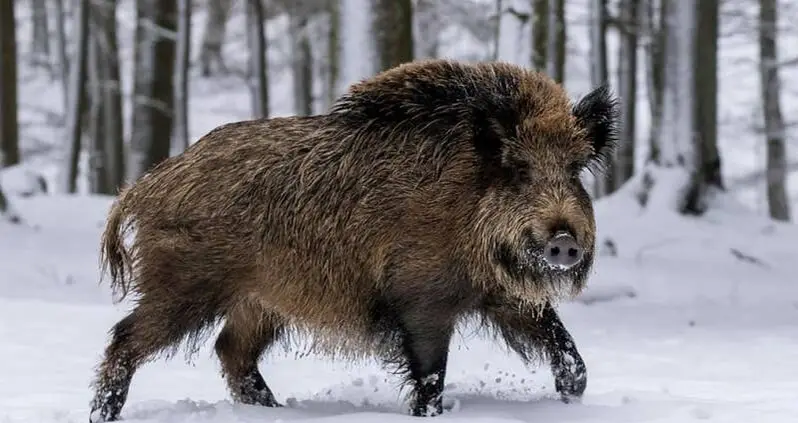 ‘Super Pigs’ Weighing 600 Pounds Wreak Havoc Across Canada — And Build ‘Pigloos’ To Survive The Winter