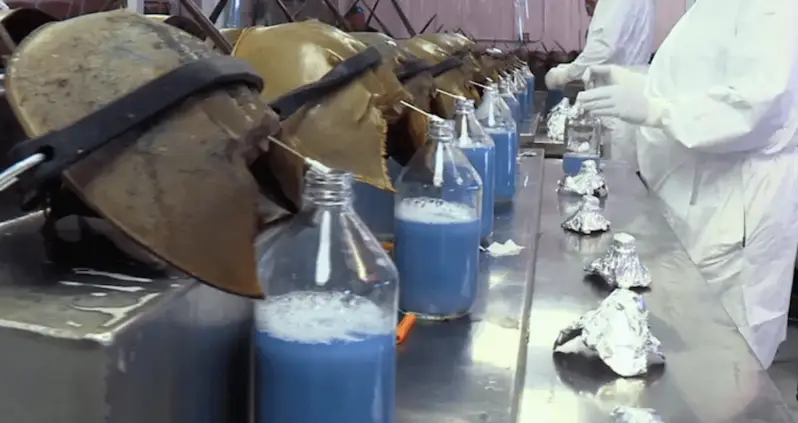 How Harvesting Horseshoe Crab Blood Became The Multimillion-Dollar Industry You’ve Never Heard Of