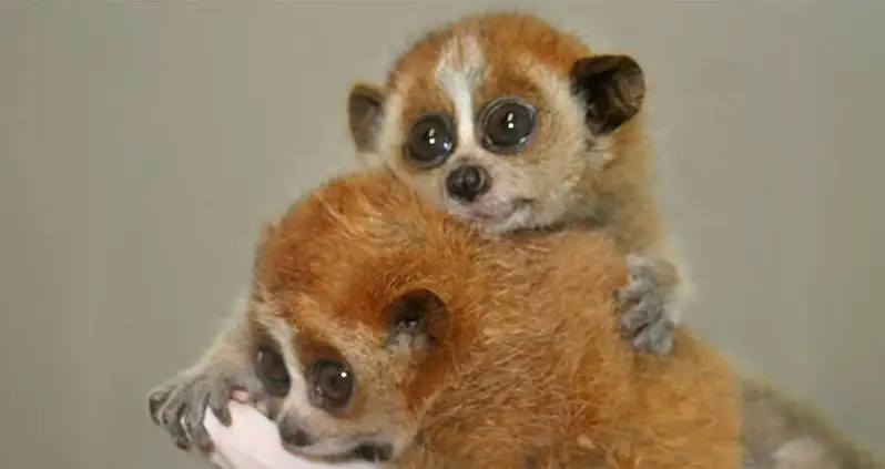 Meet The Slow Loris, The Adorable Primate On The Brink of Extinction