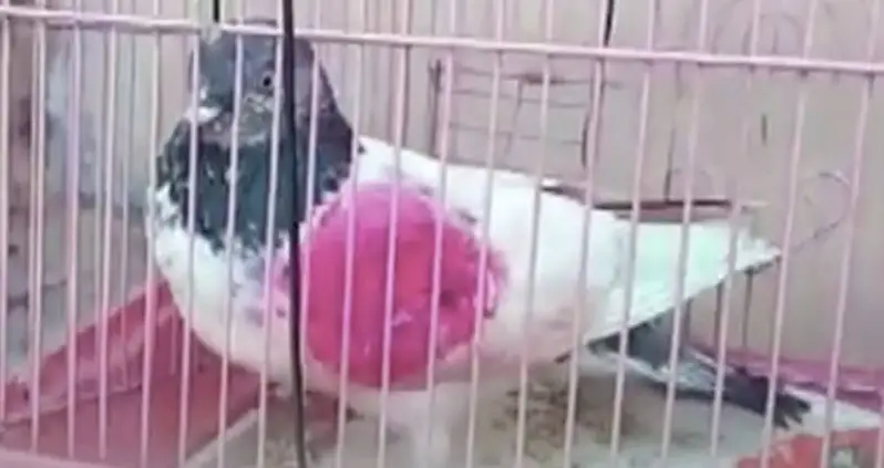 Indian Police Arrest Pink Pakistani Pigeon On Charges Of Espionage