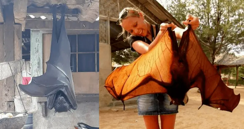 Meet The Biggest Bat In The World, The Golden-Crowned Flying Fox