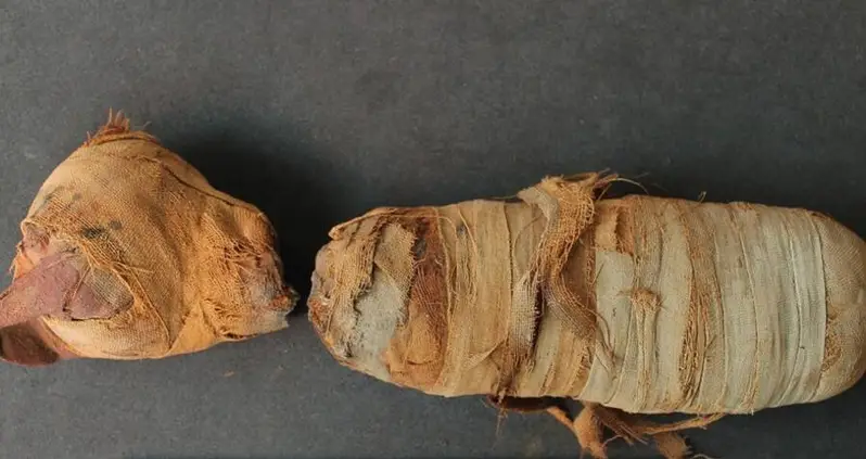 Ancient Egyptians Violently Sacrificed Kittens And Cobras Before Mummifying Them