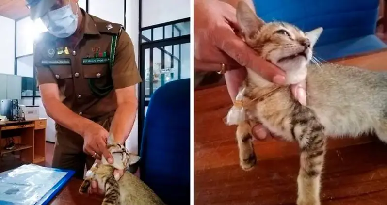This Heroin-Smuggling Cat Just Escaped From A Maximum-Security Prison In Sri Lanka