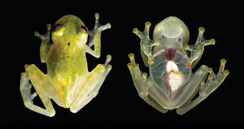 Meet The Glass Frog, The Transparent Amphibian That’s Baffled Scientists And Foiled Predators