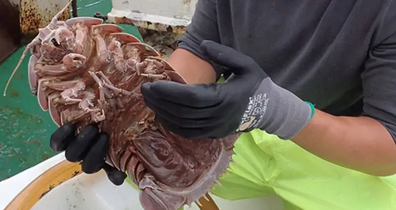 Biologists Found A Supergiant ‘Sea Cockroach’ And Named It After Darth Vader