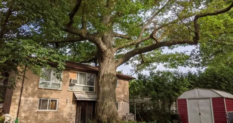 Toronto Residents Try To Save Oak Tree That’s Older Than Canada
