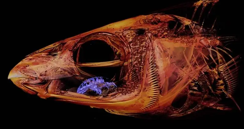 How The Nightmare Tongue-Eating Louse Parasite Replaces A Fish’s Tongue