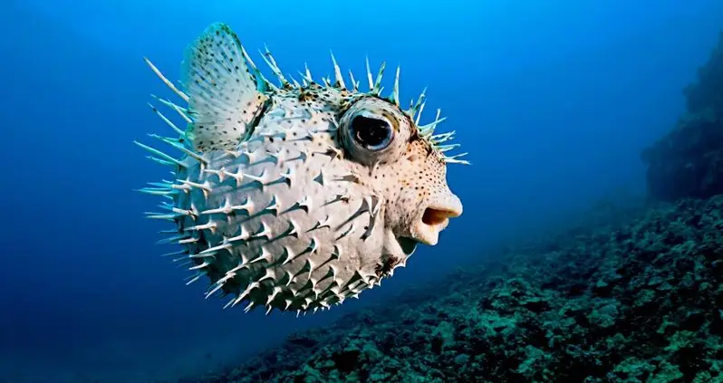 Meet The Pufferfish, The Deadly Delicacy That Can Kill You In Hours And Costs $200 A Plate