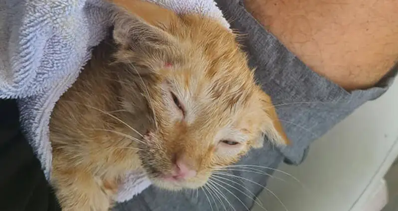 Kitten Rescued From The Open Waters Of The Gulf Of Mexico