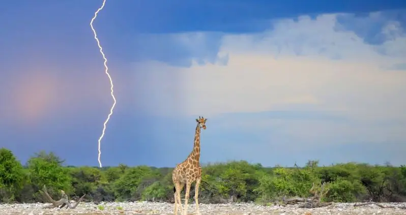 New Study Suggests That Giraffes Attract Lightning Strikes With Their Towering Height