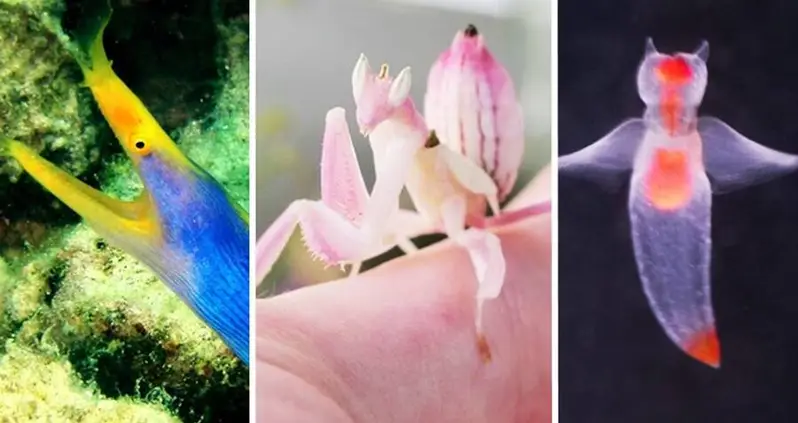 19 Fish And Insects That Are As Stunning In Real Life As They Are In Animal Crossing