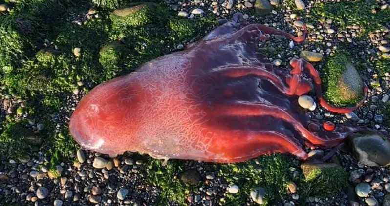 This Bizarre ‘Red Glob’ That Washed Ashore On A Washington Beach Has Scientists Puzzled