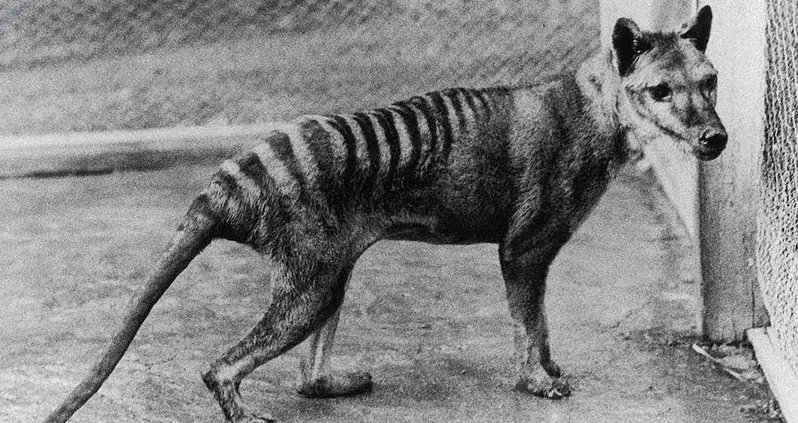 Meet The Thylacine, The ‘Extinct’ Tasmanian Tiger That Some Believe Is Still Alive