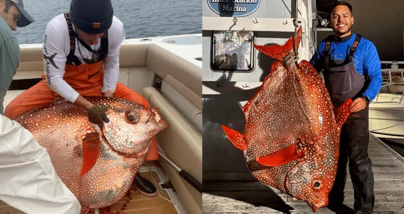 Three Virginia Fishermen Just Caught A Massive Deep-Sea ‘Moonfish’