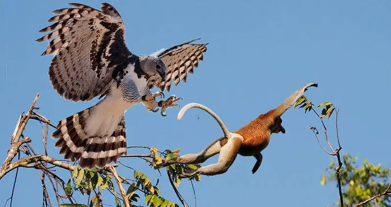 Meet The Harpy Eagle, The Amazonian Raptor Named After A Greek Myth