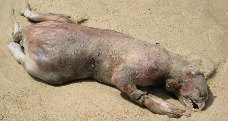 Inside The Mystery Of The ‘Montauk Monster’ That Washed Ashore In Long Island