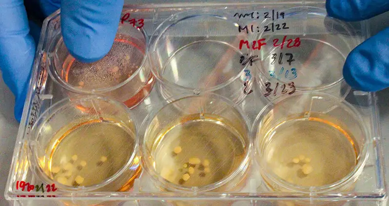 Scientists Are Growing Human-Neanderthal Hybrid ‘Minibrains’ To Understand The Evolution Of Our Brains