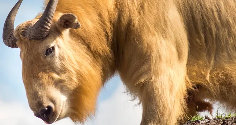 Meet The Takin, The Elusive Cow-Goat Hybrid That Roams The Himalayas