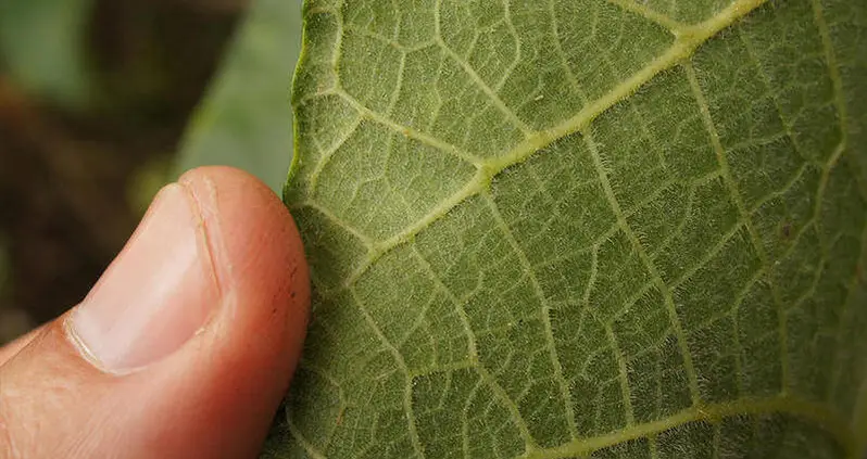 Discover The Gympie-Gympie, The ‘Suicide Plant’ Hidden In The Australian Rainforest