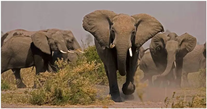 Suspected Rhino Poacher Trampled To Death By Stampeding Elephants