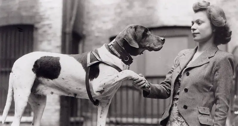 How An Ordinary English Pointer Became A Decorated World War II Soldier