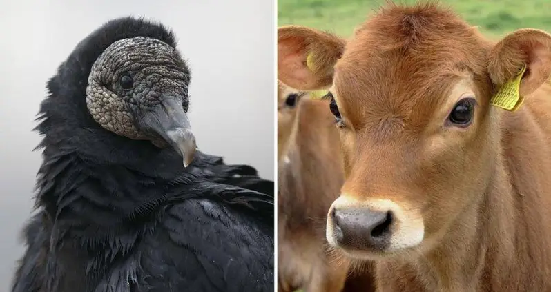 Federally Protected Black Vultures Are Reportedly ‘Eating Cows Alive’ In The Midwest