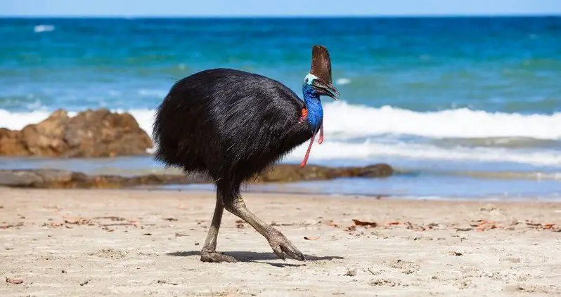 Study Suggests Early Humans Raised The ‘World’s Most Dangerous Bird’ 18,000 Years Ago