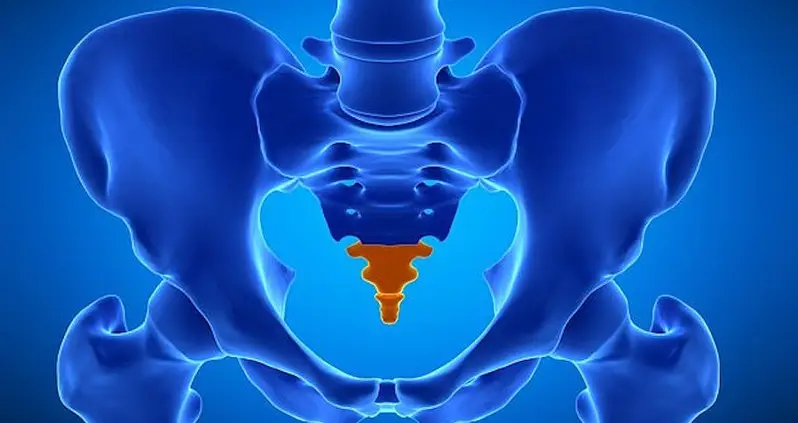 Why Don’t Humans Have Tails? This New Study Has A Possible Answer