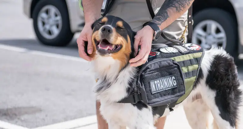 New ‘PAWS’ Act Seeks To Provide Service Dogs To Veterans With PTSD