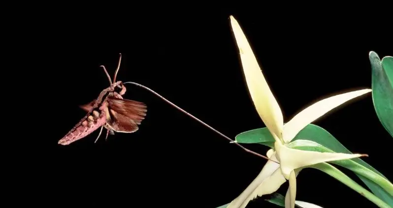 New Moth Species Discovered In Madagascar Has The Longest Tongue Of Any Insect