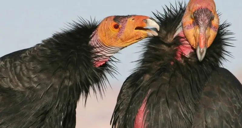 Scientists Record ‘Virgin Births’ Among California Condors For The First Time