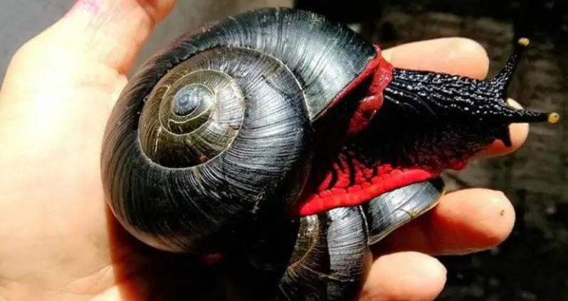 Inside The World Of The Volcano Snail, Nature’s Toughest Gastropod