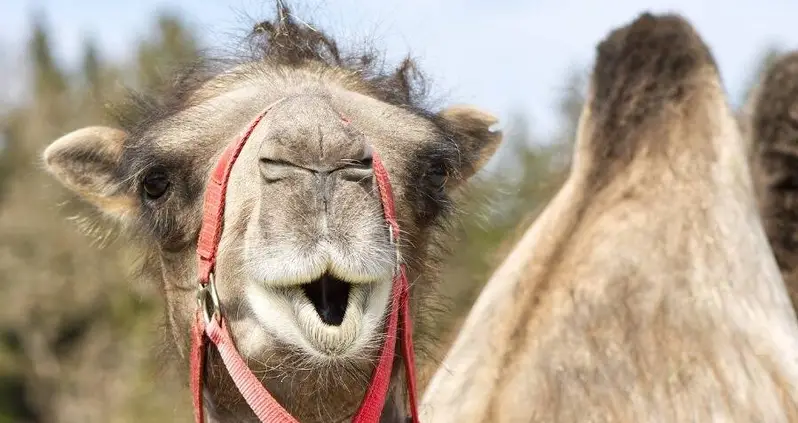 Dozens Of Camels Tossed From Saudi Arabia Beauty Contest Over Botox Injections