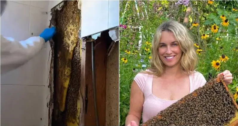 Florida Beekeeper Removes 80,000 Bees (And 100 Pounds Of Honey) From Shower Wall